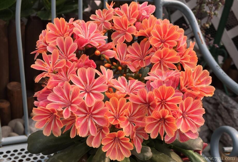 冬季怎么养护露薇花？