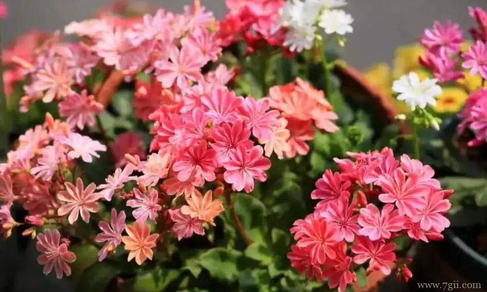 露薇花怎么换盆？露薇花的换盆方法和步骤