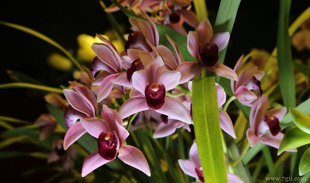 蕙兰的图片大全，蕙兰高清图片！