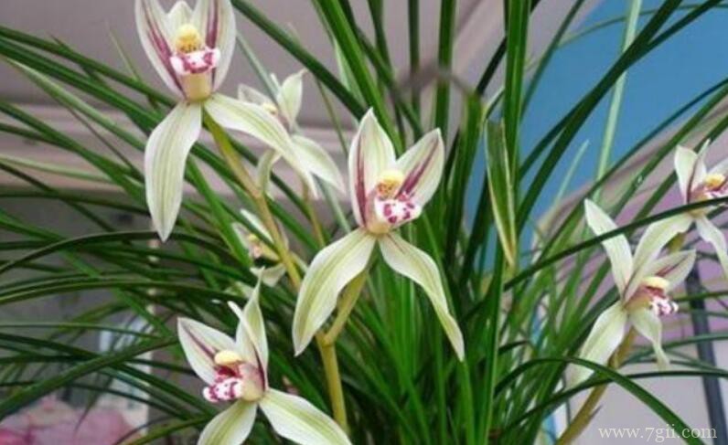 春兰和蕙兰的区别