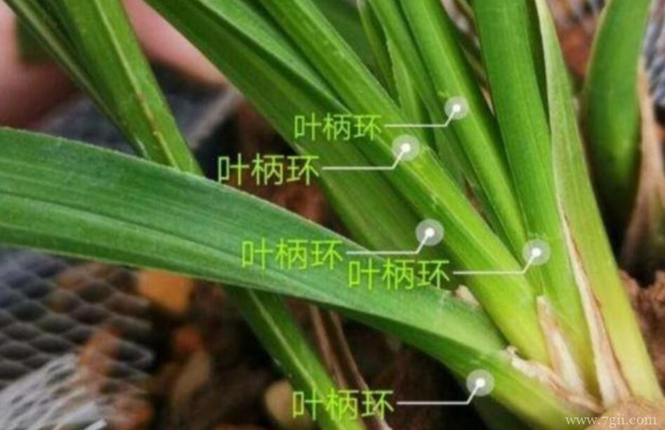 春兰和蕙兰的区别