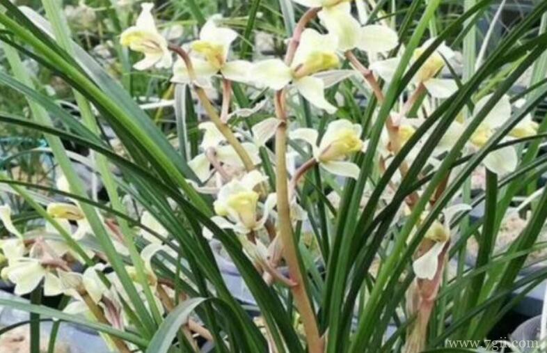 春兰和蕙兰的区别