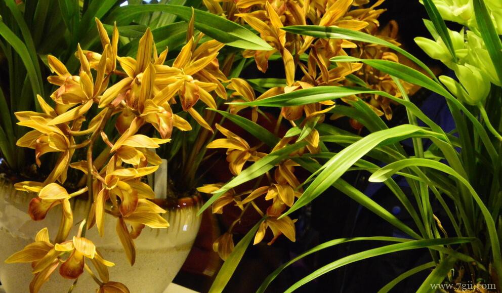 蕙兰怎么养开花？蕙兰养开花的方法