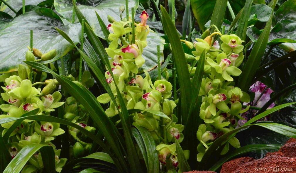 蕙兰怎么养开花？蕙兰养开花的方法