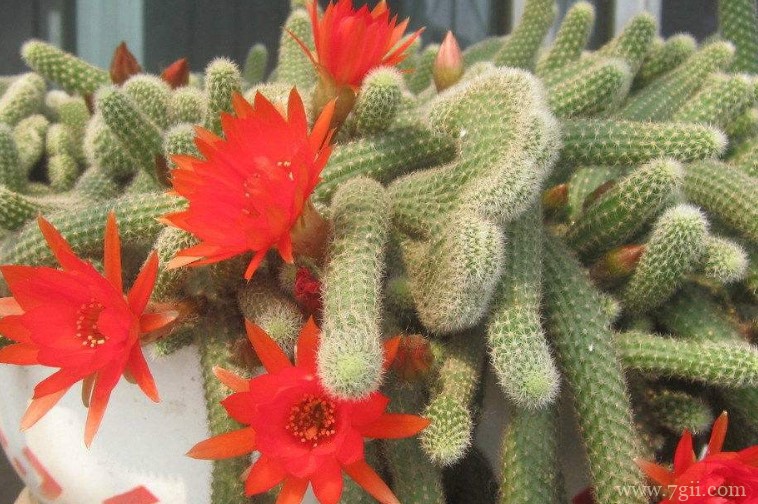 仙人指的病虫害防治方法有哪些？