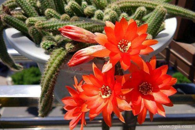 仙人指的病虫害防治方法有哪些？