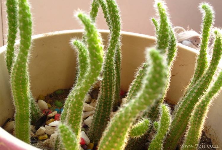 仙人指的病虫害防治方法有哪些？