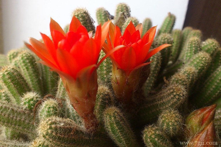 怎样养殖仙人指能快速开花？