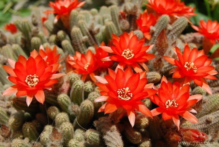 怎样养殖仙人指能快速开花？